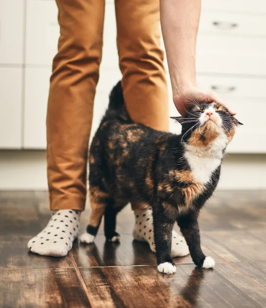 Pet-friendly homes